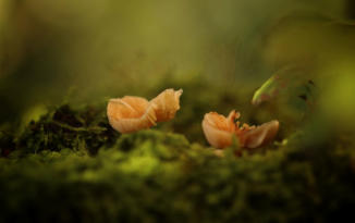 Bokeh of Lensflair