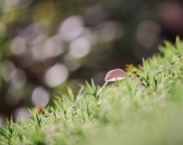 Bokeh of Lensflair