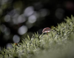 Bokeh of Lensflair