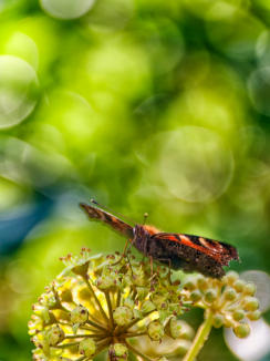 Bokeh of Lensflair
