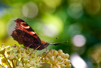 Bokeh of Lensflair
