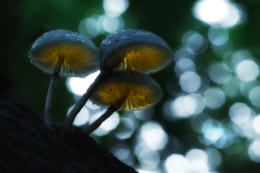 Bokeh of  Lensflair