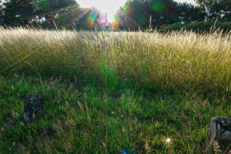 Bokeh of Lensflair