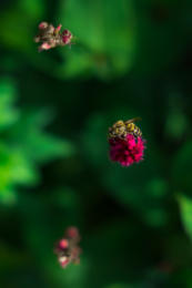 Bokeh of Lensflair
